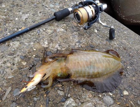 越前海岸エギングシーズン開幕！